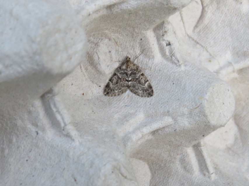 Thera variata/britannica