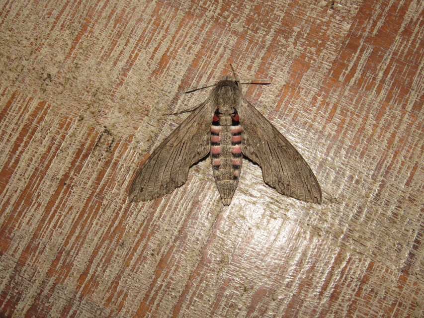 Agrius convolvuli - szulákszender