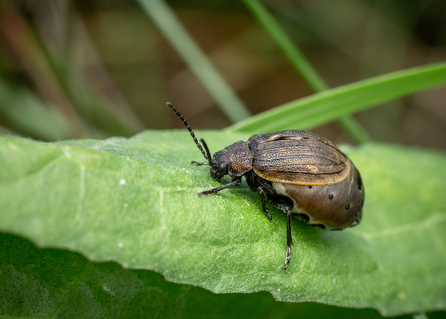 Galeruca pomonae - barna olajosbogár