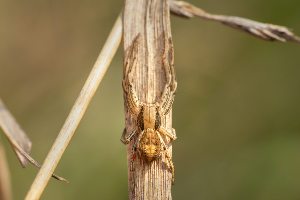 Spiracme striatipes - csíkoslábú karolópók