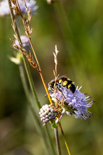 Colpa sexmaculata - hatfoltos tőrösdarázs