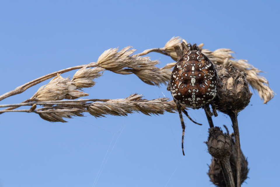 Araneus diadematus - koronás keresztespók