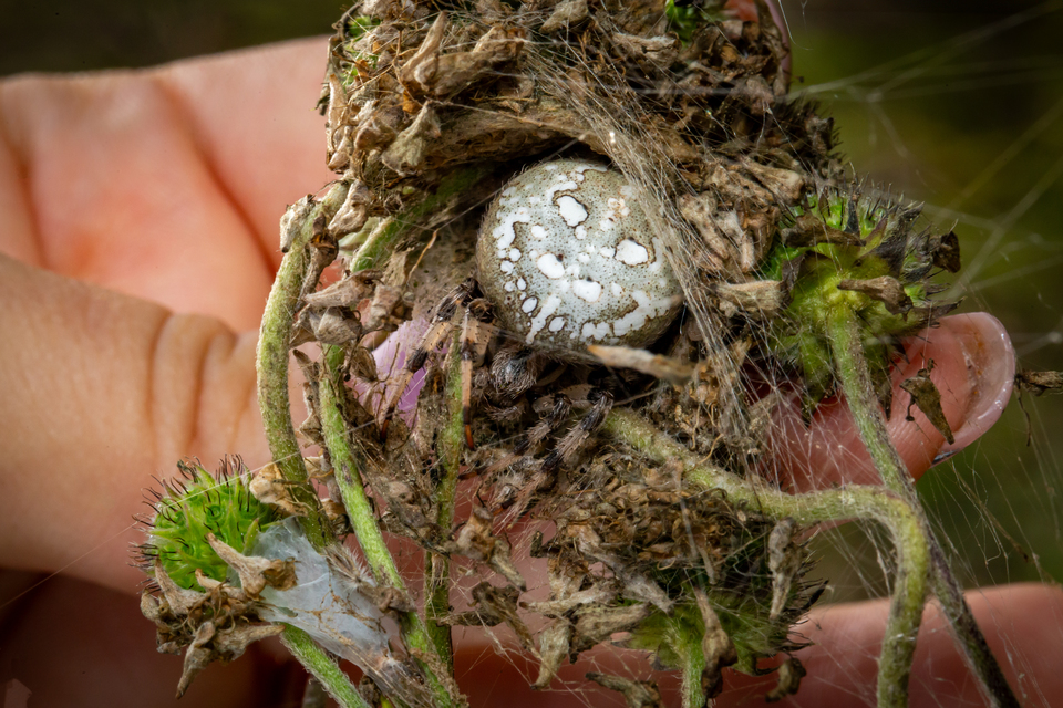 Araneus quadratus - négyes keresztespók