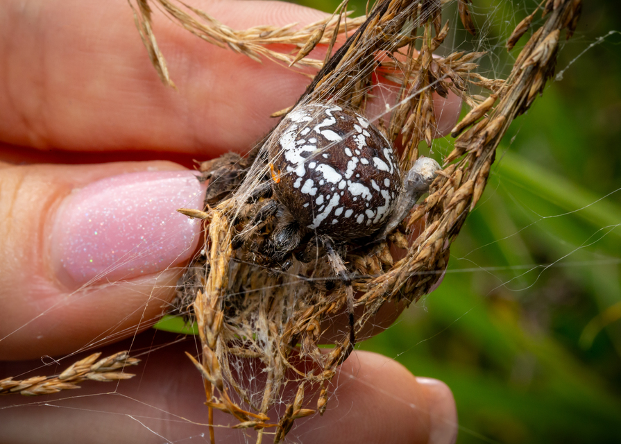 Araneus quadratus - négyes keresztespók