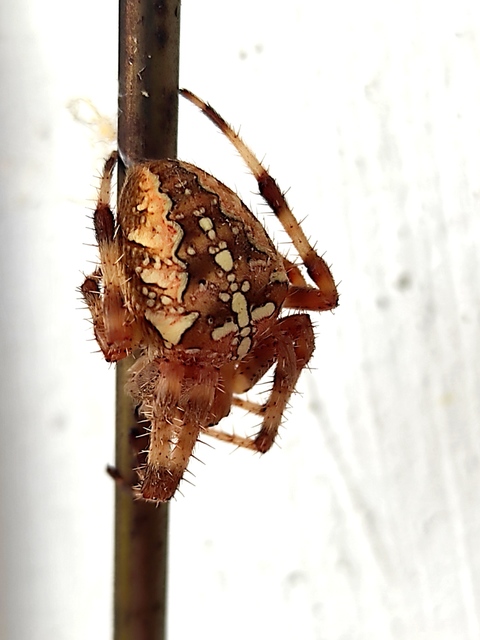 Araneus diadematus - koronás keresztespók