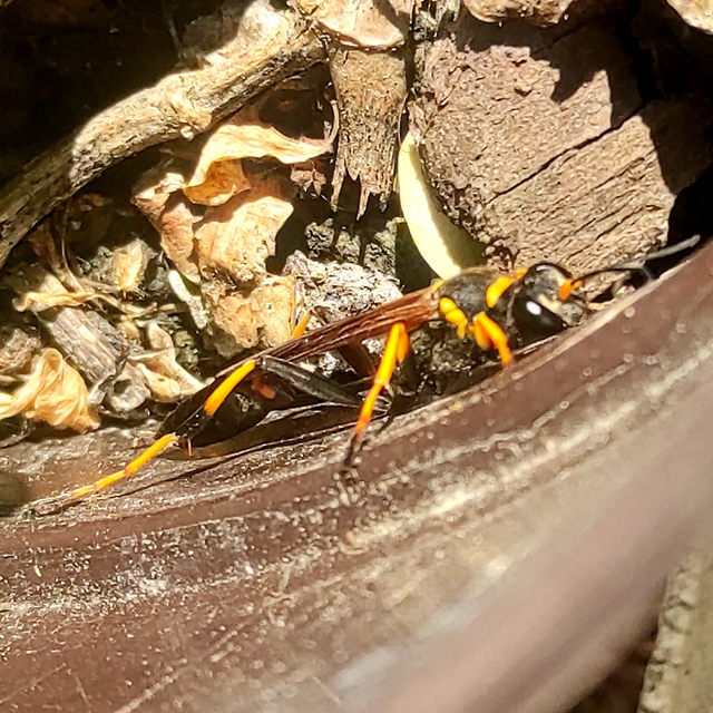 Sceliphron caementarium - feketenyelű lopódarázs