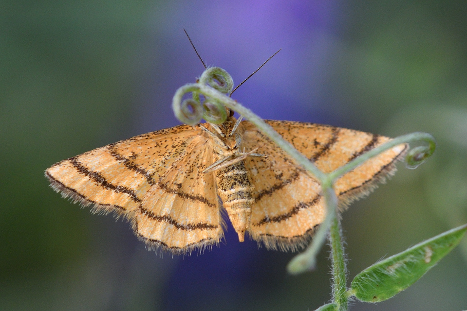 Idaea aureolaria - aranyos sávosaraszoló