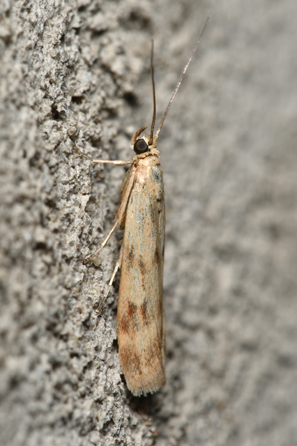 Homoeosoma sinuella - agyagsárga karcsúmoly