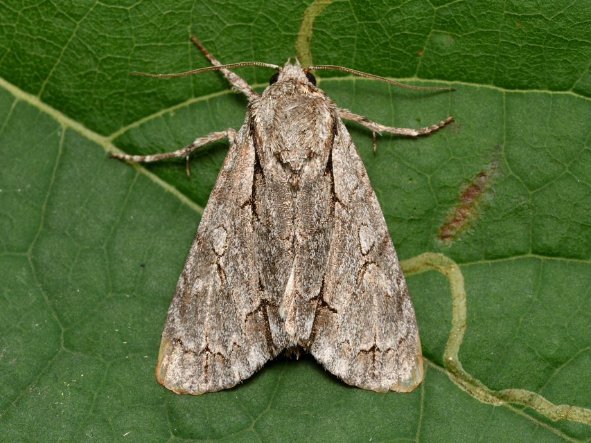 Acronicta psi - pszi-betűs szigonyosbagoly