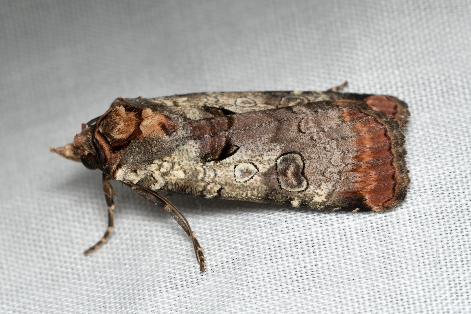 Epilecta linogrisea - karcsú sárgafűbagoly