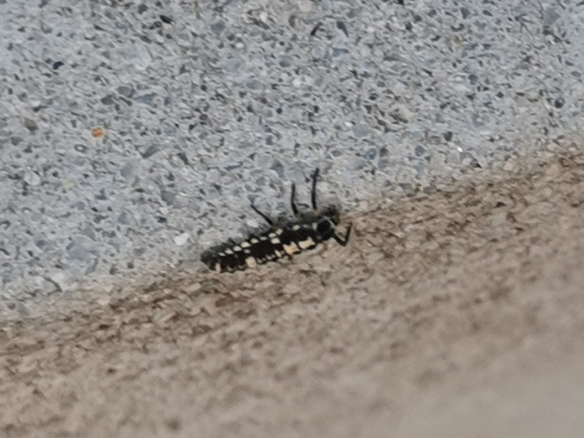 Propylea quatuordecimpunctata - tizennégypettyes füsskata