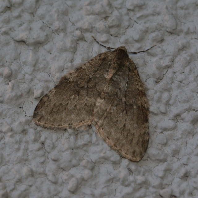 Epirrita christyi/dilutata