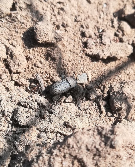 Opatrum sabulosum - sároshátú gyászbogár