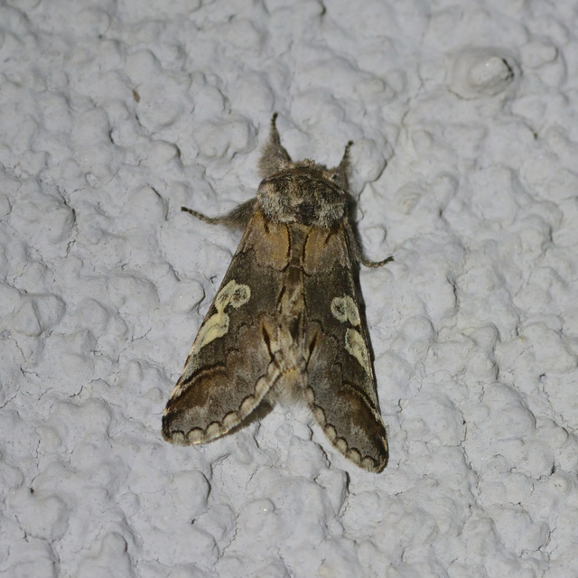 Diloba caeruleocephala - őszi kékesbagoly