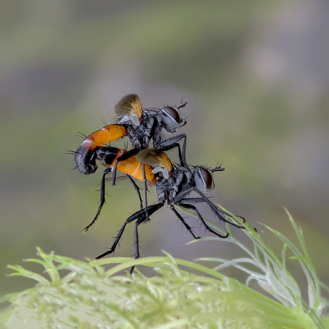 Cylindromyia