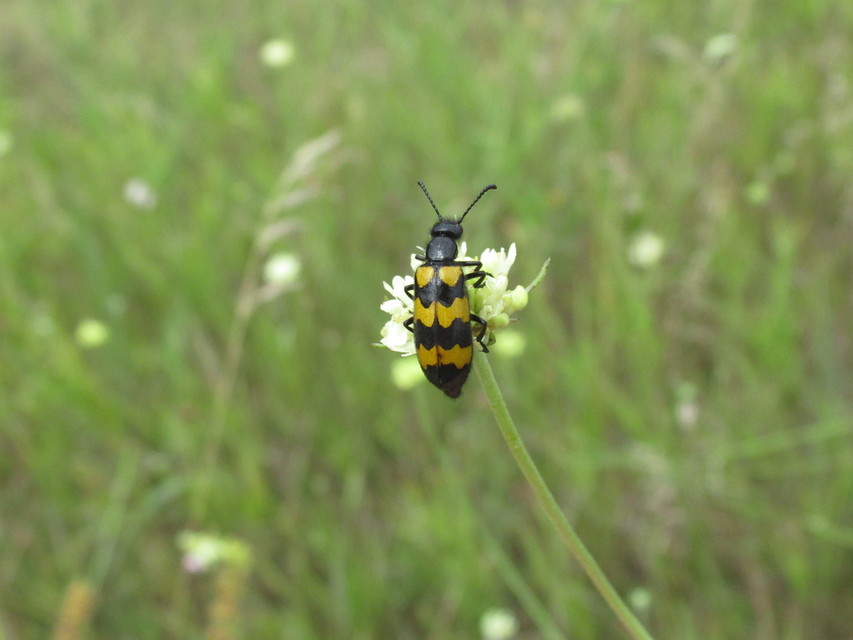Mylabris variabilis - szalagos hólyaghúzó Mylabris variabilis - szalagos hólyaghúzó