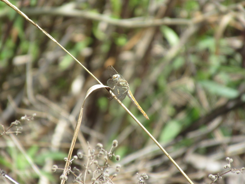Orthetrum brunneum - pataki pásztorszitakötő