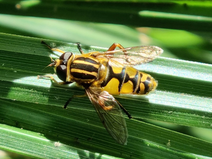 Helophilus pendulus - közönséges mocsárilégy