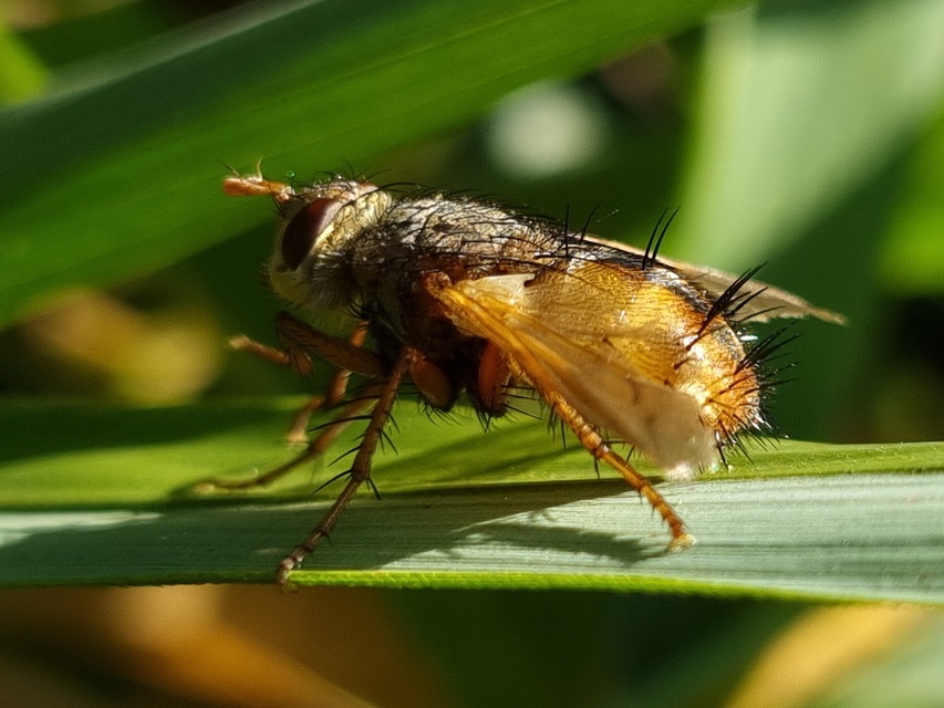 Tachina fera - közönséges fürkészlégy