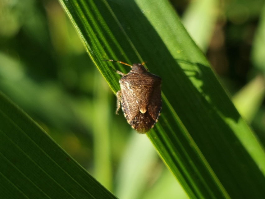 Peribalus strictus - tavaszi címerespoloska Peribalus strictus - tavaszi címerespoloska