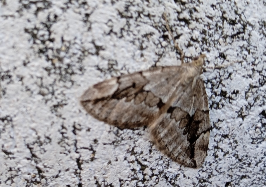Thera juniperata - boróka-araszoló
