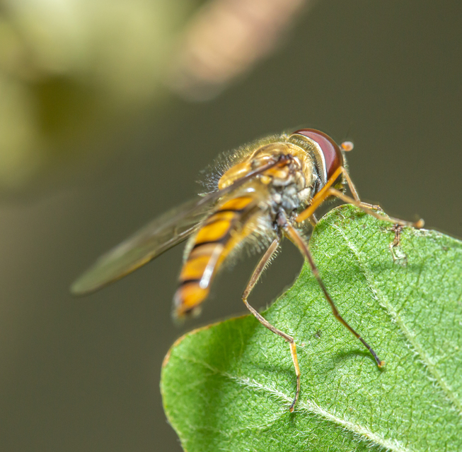 Episyrphus balteatus - ékfoltos zengőlégy