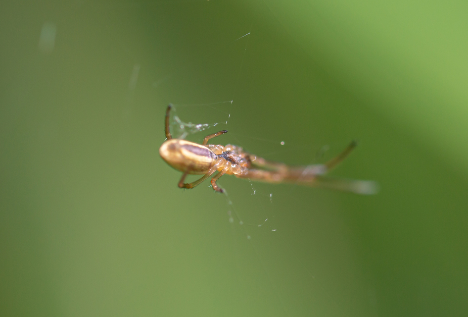 Tetragnatha