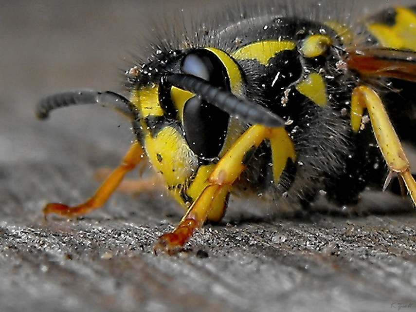 Vespula germanica - német darázs