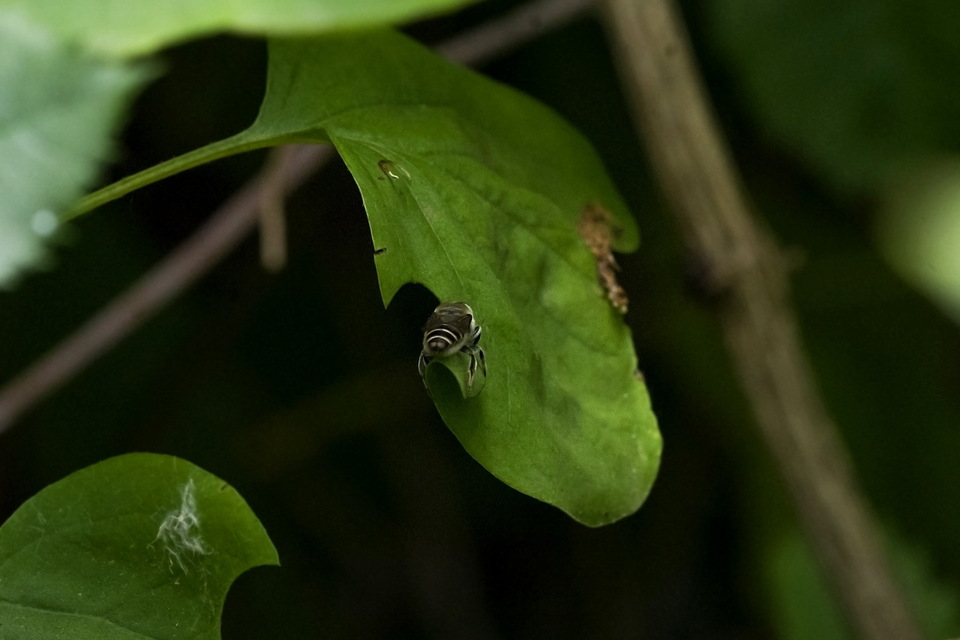 Megachile