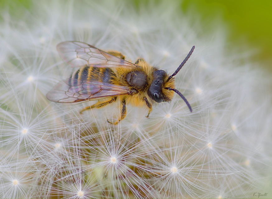 Andrena flavipes