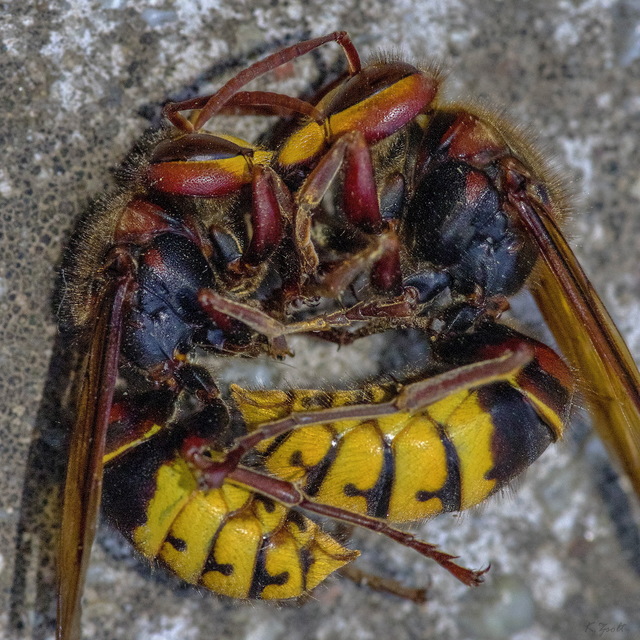 Vespa crabro - lódarázs