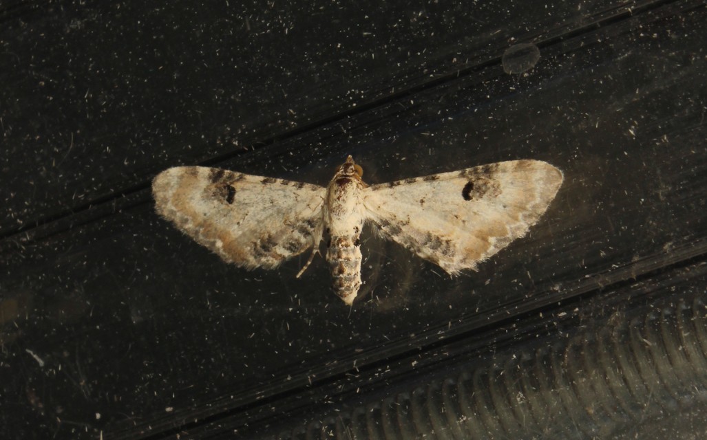 Eupithecia centaureata - búzavirág-törpearaszoló
