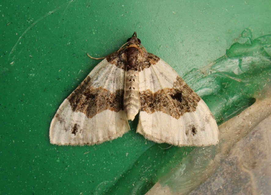Cosmorhoe ocellata - szemes galajaraszoló