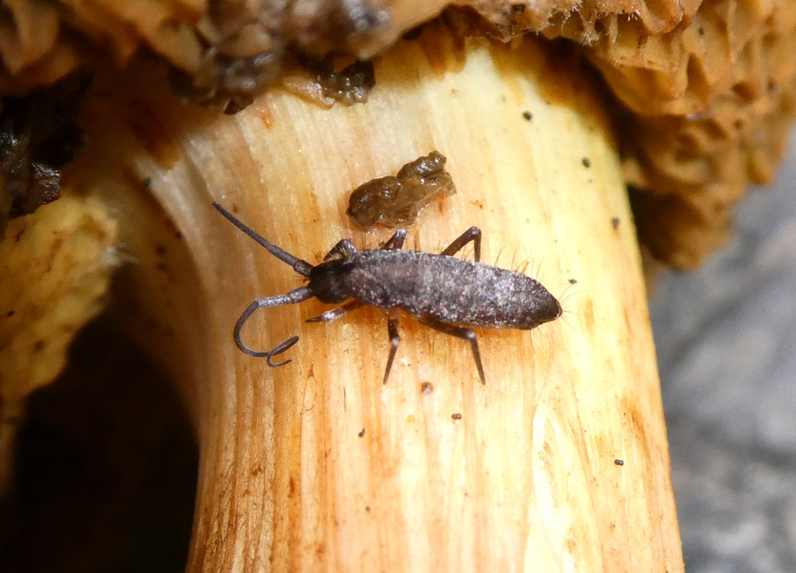Collembola - Ugróvillások Collembola - Ugróvillások