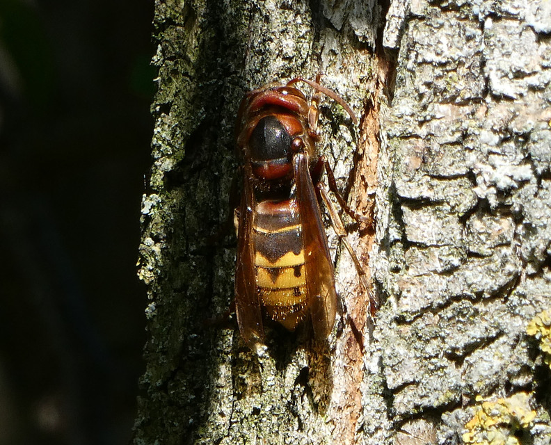 Vespa crabro - lódarázs