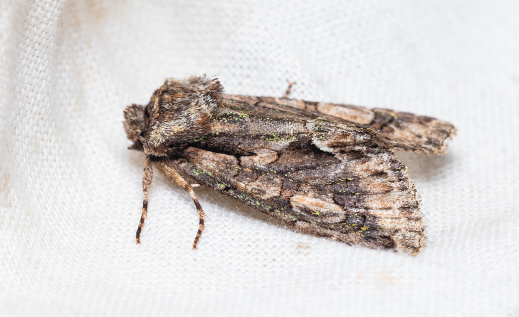 Allophyes oxyacanthae - galagonyabagoly