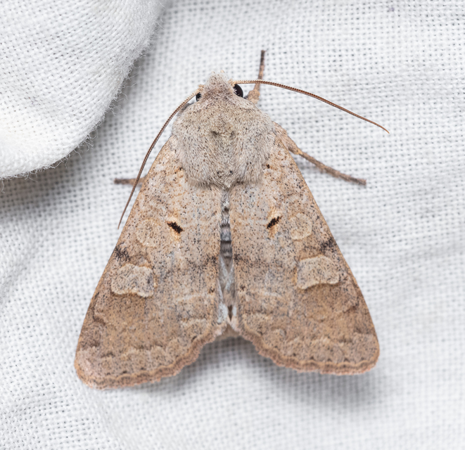 Ammoconia caecimacula - szürke őszibagoly
