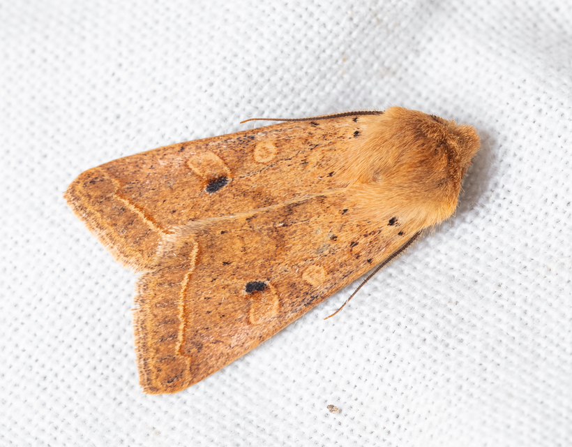 Leptologia macilenta - gyertyán-őszibagoly