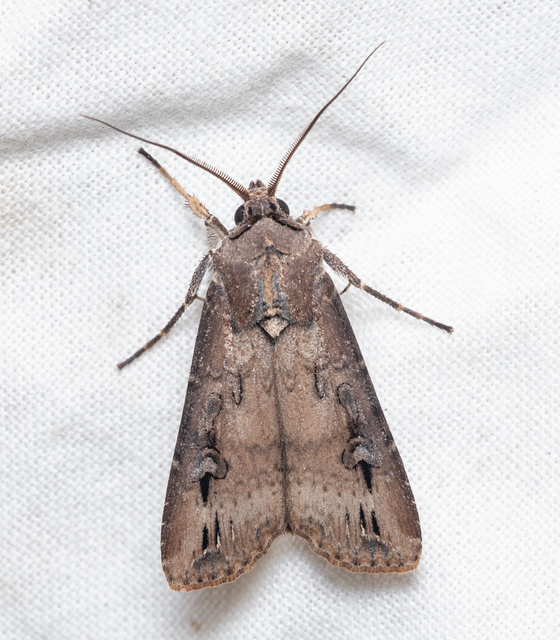 Agrotis ipsilon - nagy földibagoly