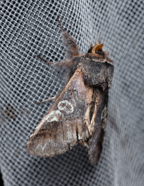 Diloba caeruleocephala - őszi kékesbagoly