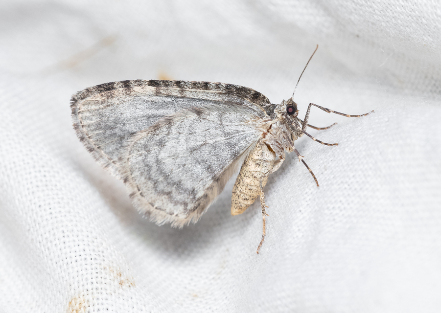 Epirrita christyi/dilutata