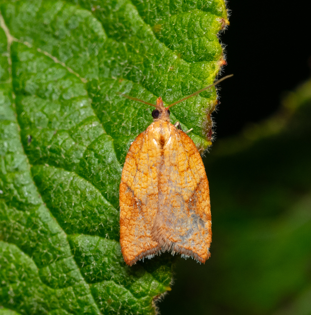 Acleris