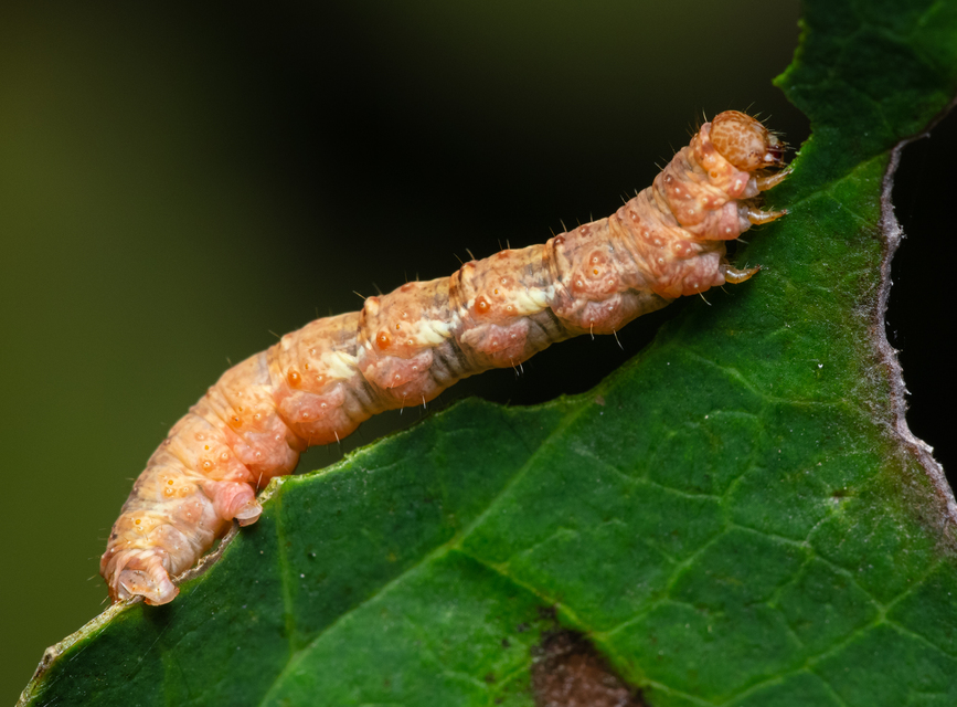 Macrolepidoptera - Nagylepkék