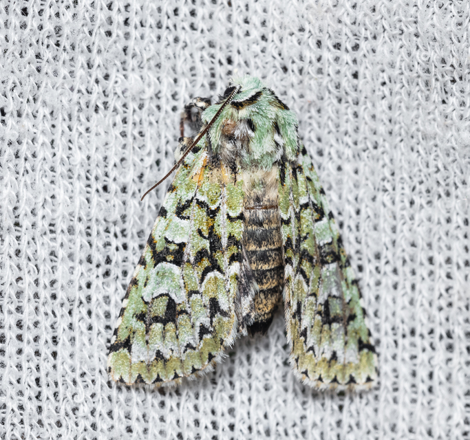 Griposia aprilina - őszi zöldbagoly