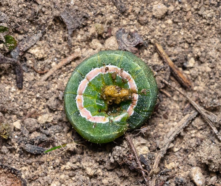 Macrolepidoptera - Nagylepkék