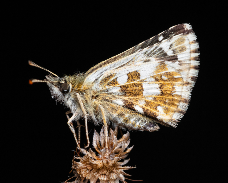 Pyrgus serratulae - homályos busalepke