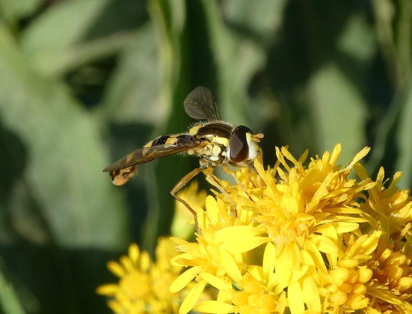Sphaerophoria