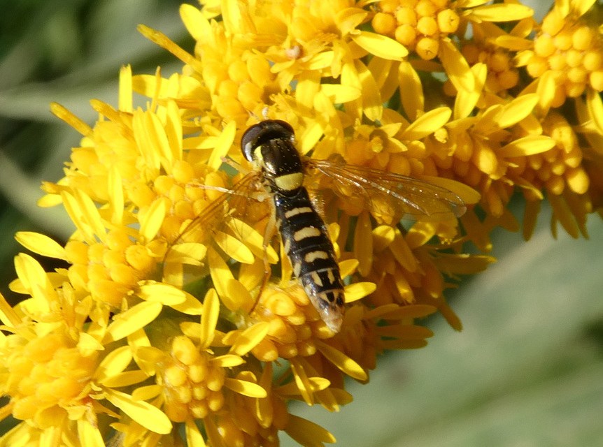Sphaerophoria