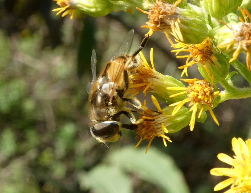 Eristalis arbustorum - fehérarcú herelégy
