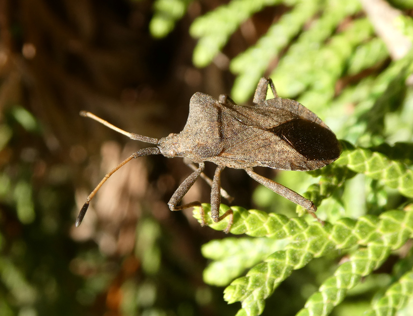 Coreus marginatus - közönséges karimáspoloska
